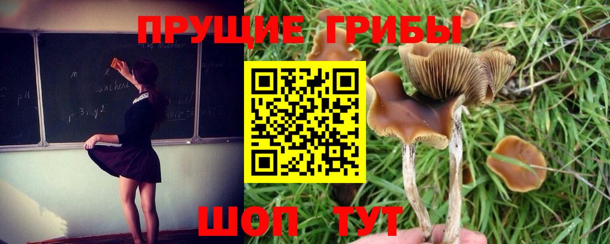 Котлас  Галлюциногенные грибы GOLDEN TEACHER  Вход с VPN 